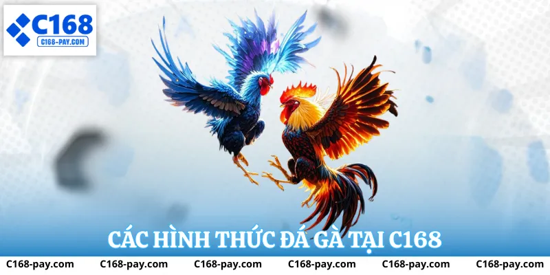 Đá Gà C168 – Trải Nghiệm Đá Gà Trực Tuyến Ổn Định Và Rõ Ràng 2 Các hình thức đá gà tại c168